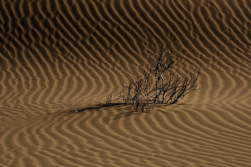 Desert Exploration