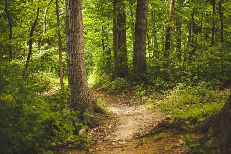 Forest Trails